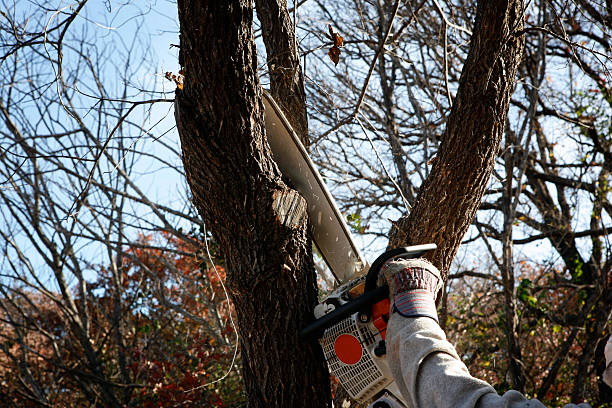 Best Storm Damage Tree Cleanup  in Redlands, CO