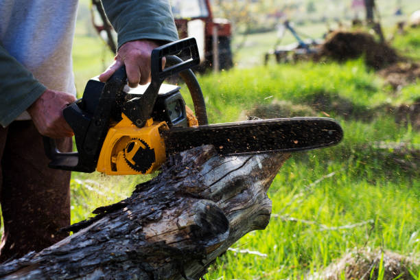 Best Hazardous Tree Removal  in Redlands, CO