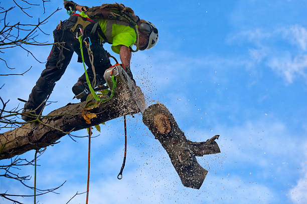 Best Commercial Tree Removal  in Redlands, CO